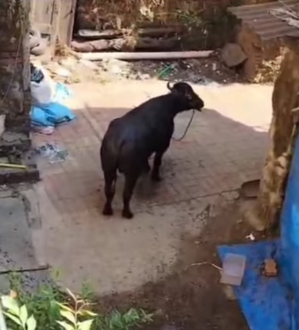 उधळलेल्या रेड्याचा कल्याणात उच्छाद ; वाहनांचे नुकसान काही नागरीकही जखमी